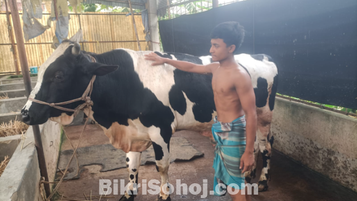 ফ্রিজিয়ান ষাড়
